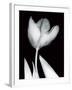 Solo Tulip-Albert Koetsier-Framed Art Print