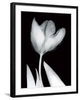 Solo Tulip-Albert Koetsier-Framed Art Print