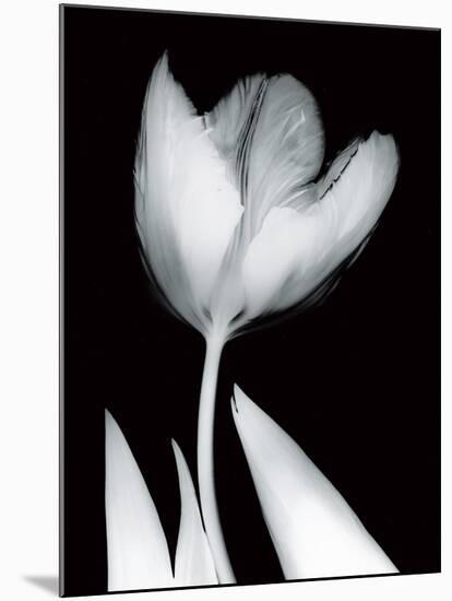 Solo Tulip-Albert Koetsier-Mounted Art Print