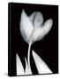 Solo Tulip-Albert Koetsier-Framed Stretched Canvas