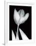 Solo Tulip-Albert Koetsier-Framed Art Print