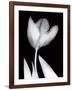 Solo Tulip-Albert Koetsier-Framed Art Print