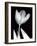 Solo Tulip-Albert Koetsier-Framed Art Print