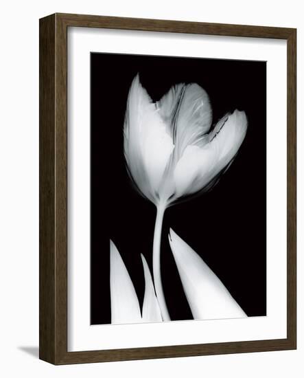 Solo Tulip-Albert Koetsier-Framed Art Print