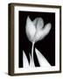 Solo Tulip-Albert Koetsier-Framed Art Print