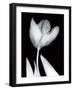 Solo Tulip-Albert Koetsier-Framed Art Print