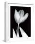 Solo Tulip-Albert Koetsier-Framed Art Print