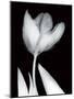 Solo Tulip-Albert Koetsier-Mounted Art Print