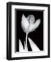 Solo Tulip-Albert Koetsier-Framed Premium Giclee Print