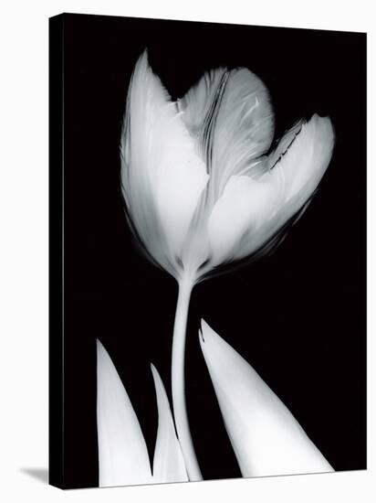 Solo Tulip-Albert Koetsier-Stretched Canvas