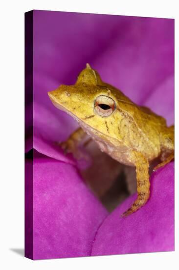 Solomon Island Leaf frog, native to Solomon Islands and Papua New Guinea.-Adam Jones-Stretched Canvas