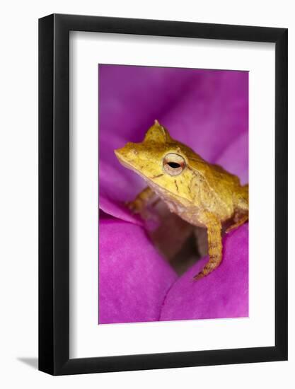 Solomon Island Leaf frog, native to Solomon Islands and Papua New Guinea.-Adam Jones-Framed Photographic Print