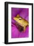 Solomon Island Leaf frog, native to Solomon Islands and Papua New Guinea.-Adam Jones-Framed Photographic Print