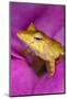 Solomon Island Leaf frog, native to Solomon Islands and Papua New Guinea.-Adam Jones-Mounted Photographic Print