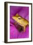 Solomon Island Leaf frog, native to Solomon Islands and Papua New Guinea.-Adam Jones-Framed Photographic Print