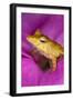 Solomon Island Leaf frog, native to Solomon Islands and Papua New Guinea.-Adam Jones-Framed Photographic Print