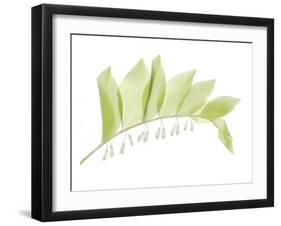 Solomon Seal-Judy Stalus-Framed Art Print