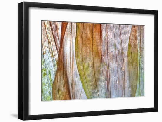 Solomons Seal 2-Don Paulson-Framed Giclee Print