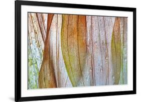 Solomons Seal 2-Don Paulson-Framed Giclee Print