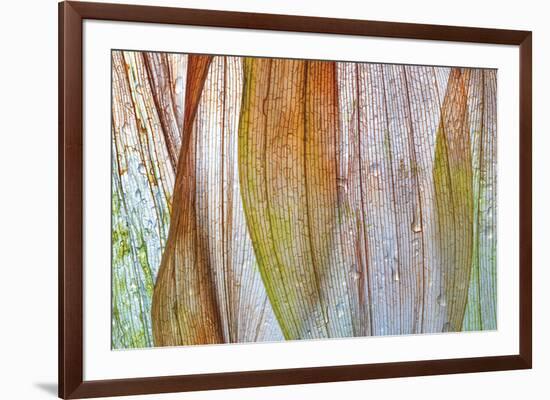 Solomons Seal 2-Don Paulson-Framed Giclee Print