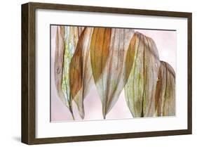 Solomons Seal-Don Paulson-Framed Giclee Print