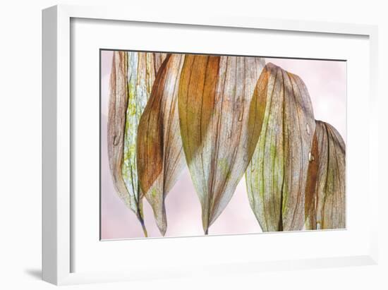 Solomons Seal-Don Paulson-Framed Giclee Print