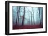 Solstice in Fog-Dirk Wuestenhagen-Framed Art Print