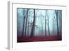 Solstice in Fog-Dirk Wuestenhagen-Framed Art Print