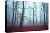 Solstice in Fog-Dirk Wuestenhagen-Stretched Canvas