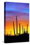 Solstice Sunset-Douglas Taylor-Stretched Canvas
