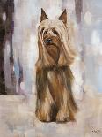 Silky Terrier II-Solveiga-Giclee Print