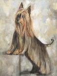 Silky Terrier II-Solveiga-Giclee Print