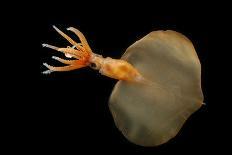 Dumbo Octopus (Grimpoteuthis Sp.) Barent'S Sea At Depth Of 1680 M, Atlantic Ocean-Solvin Zankl-Photographic Print