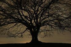 English Oak Tree (Quercus Robur) Silhouetted Against Orange Sky with Star Trails-Solvin Zankl-Photographic Print