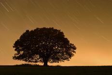 English Oak Tree (Quercus Robur) Silhouetted Against Orange Sky with Star Trails-Solvin Zankl-Photographic Print