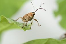 Stag Beetle (Lucanus Cervus) Male on Oak Tree. Elbe, Germany, June-Solvin Zankl-Photographic Print