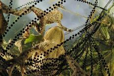 The Scarce Merveille Du Jour (Moma Alpium) Caterpillar with Urticating Hairs-Solvin Zankl-Photographic Print