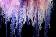 Portuguese Man-of-War close up of tentacles, Bermuda-Solvin Zankl-Photographic Print