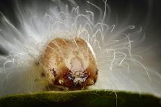 Great Capricorn Beetle (Cerambyx Cerdo)-Solvin Zankl-Photographic Print