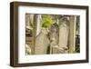 Solyman Mosque-Guido Cozzi-Framed Photographic Print