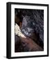 Somali Cat in Tree-Adriano Bacchella-Framed Photographic Print