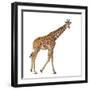 Somali Giraffe, Commonly known as Reticulated Giraffe, Giraffa Camelopardalis Reticulata, 2 and a H-Life on White-Framed Premium Photographic Print