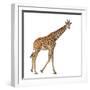 Somali Giraffe, Commonly known as Reticulated Giraffe, Giraffa Camelopardalis Reticulata, 2 and a H-Life on White-Framed Premium Photographic Print