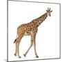 Somali Giraffe, Commonly known as Reticulated Giraffe, Giraffa Camelopardalis Reticulata, 2 and a H-Life on White-Mounted Premium Photographic Print