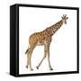 Somali Giraffe, Commonly known as Reticulated Giraffe, Giraffa Camelopardalis Reticulata, 2 and a H-Life on White-Framed Stretched Canvas