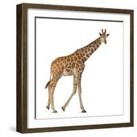 Somali Giraffe, Commonly known as Reticulated Giraffe, Giraffa Camelopardalis Reticulata, 2 and a H-Life on White-Framed Photographic Print