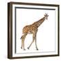 Somali Giraffe, Commonly known as Reticulated Giraffe, Giraffa Camelopardalis Reticulata, 2 and a H-Life on White-Framed Photographic Print