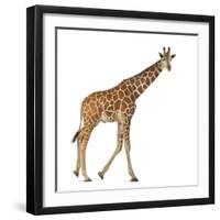 Somali Giraffe, Commonly known as Reticulated Giraffe, Giraffa Camelopardalis Reticulata, 2 and a H-Life on White-Framed Photographic Print