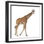 Somali Giraffe, Commonly known as Reticulated Giraffe, Giraffa Camelopardalis Reticulata, 2 and a H-Life on White-Framed Photographic Print