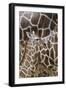 Somali Giraffe, Giraffa Camelopardalis Reticulata, Young Animal in the Herd, Close-Up-Andreas Keil-Framed Photographic Print